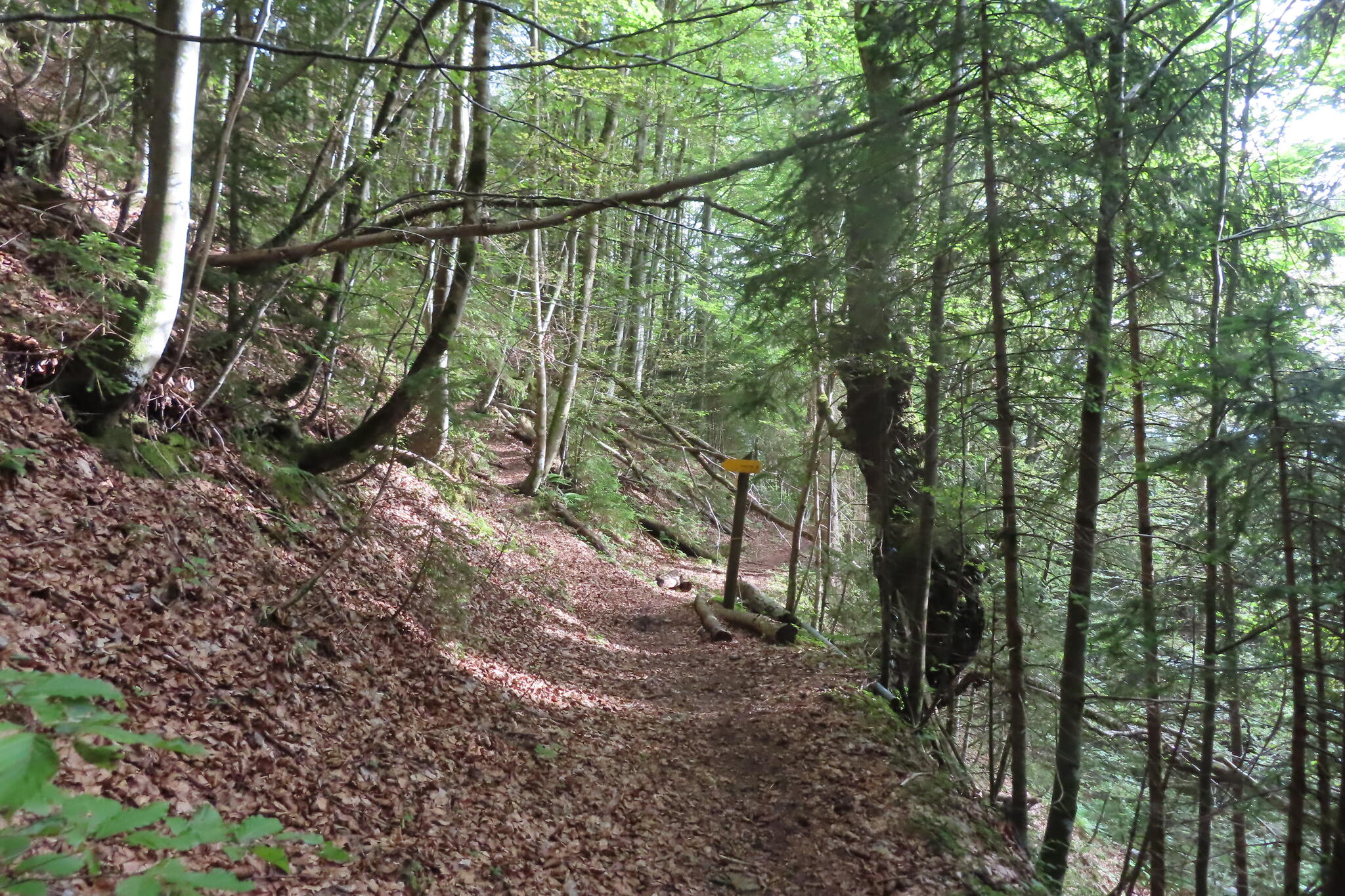 Efter ängarna kom leden in i fin skog som ledde så småningom neråt och över några bäckar.