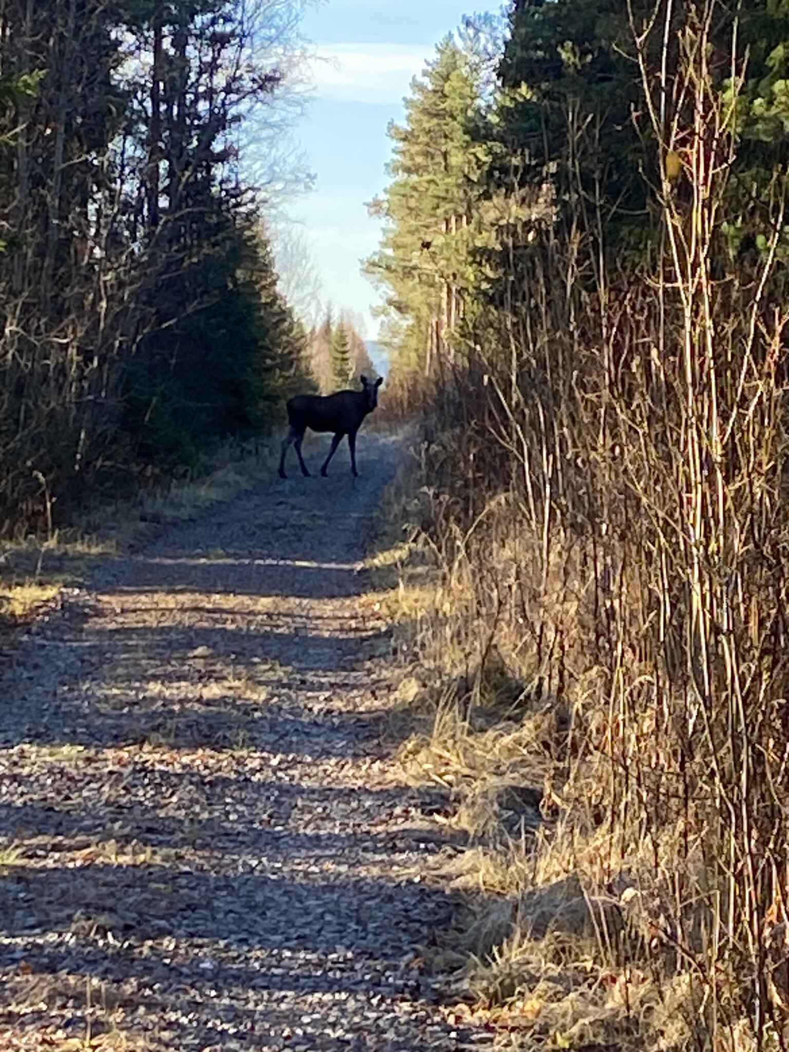 En älg och jag stod och tittade på varandra en stund.
