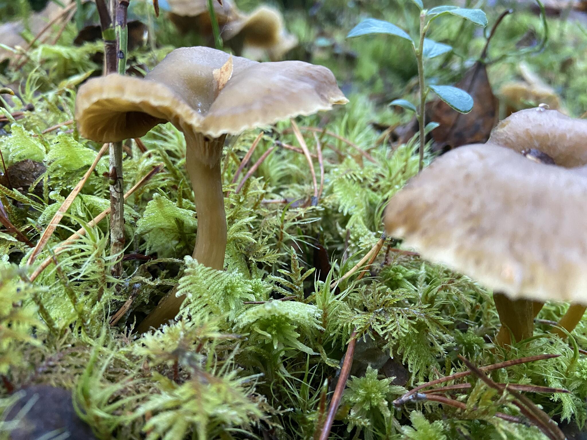 Stelfrusna trattkantareller kom i min väg. Som stenhårda skulpturer. Jag plockade med mig några. De blev goda till middagen.