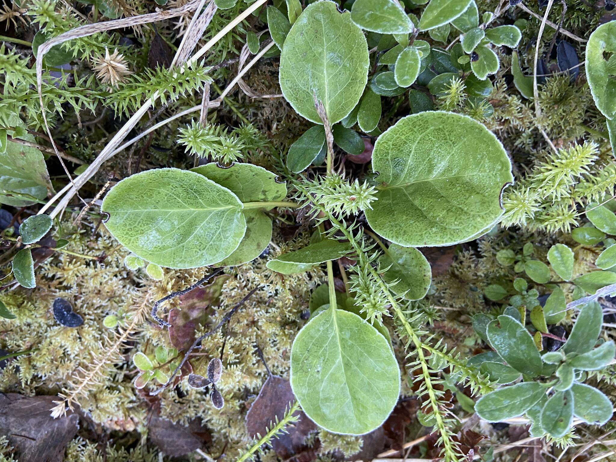 Vitpyrola?
