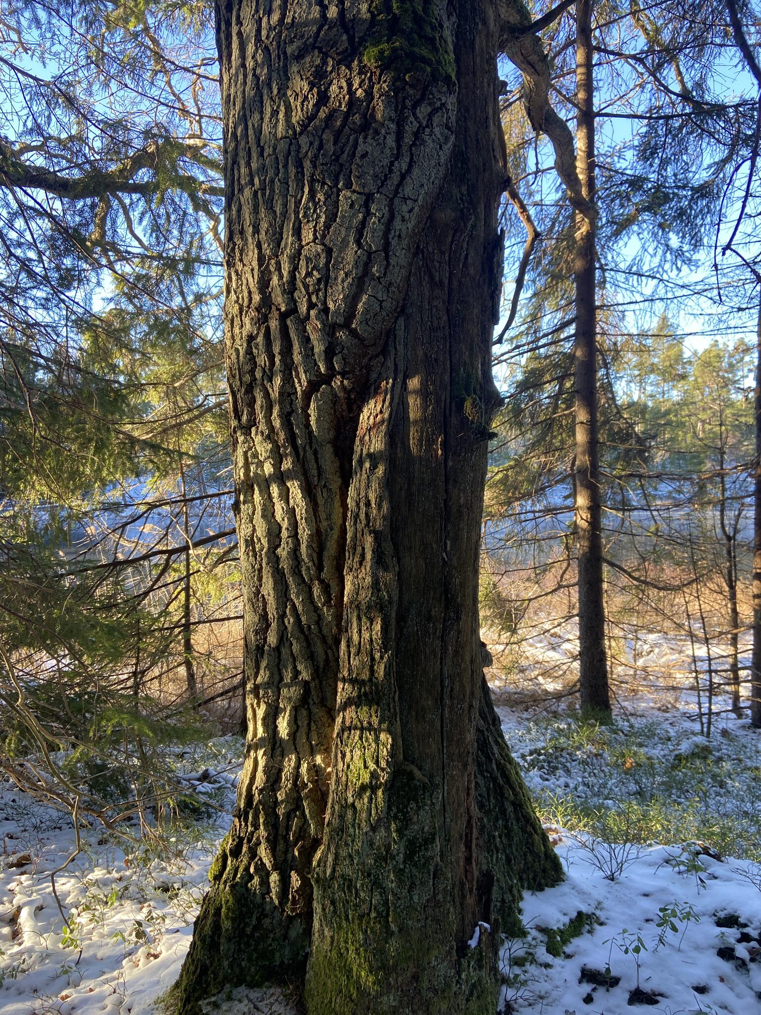 Två träd som växer in i varandra.