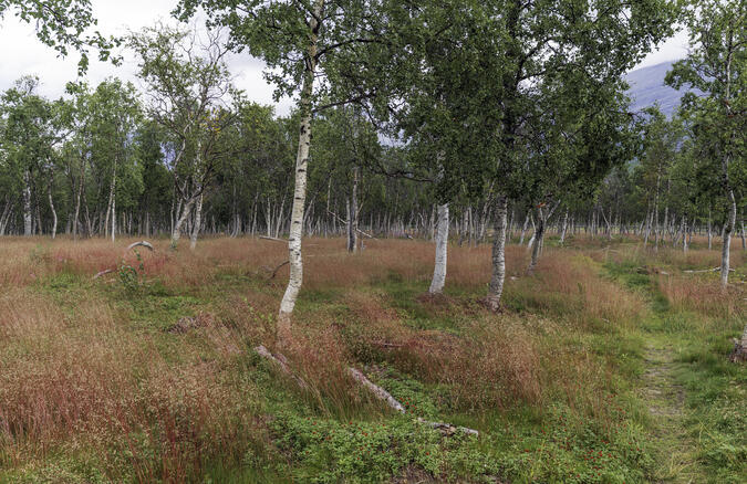 Stigen genom renhagarna var markerad med röda halsband avsedda för renar.