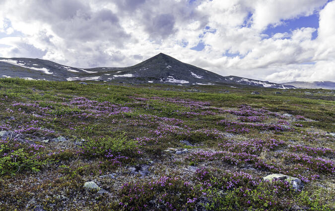 Lappljung mellan Suorkisjnjurttje och Ábbmojåhkå.