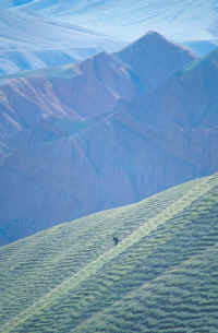 A lone donkey, Kyrghyzstan, 2000.