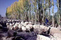 sheep.jpg (85865 byte)