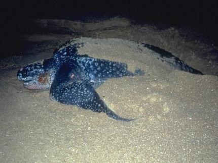 leatherback leatherback
