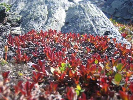 bild28 bild28