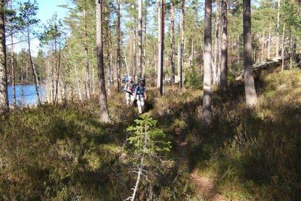 Vandring genom skogen Vandring genom skogen