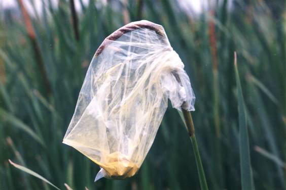 Insamling av pollen