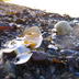 2009-04-19 - värpt i flykten av uppskrämd fågel