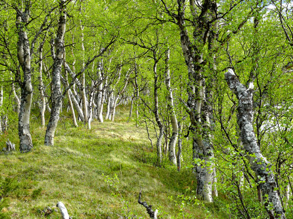 Strandkant vid älven