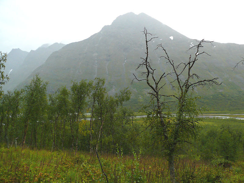 Bielloriehppe i kvällsregn.