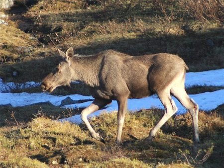 Älg på nära håll.