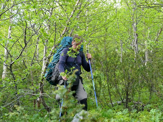 Anders i snårskogen.