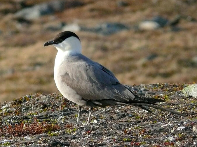 Fjällabben är en mycket vacker fågel.