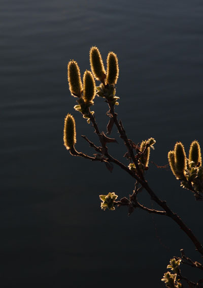 Vide, fotograferat föregående kväll.