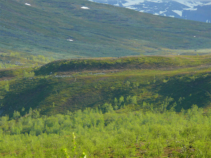 Två tydliga stigar syns.