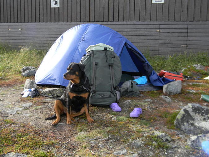 Vakthunden vid tältet i Alesjaure