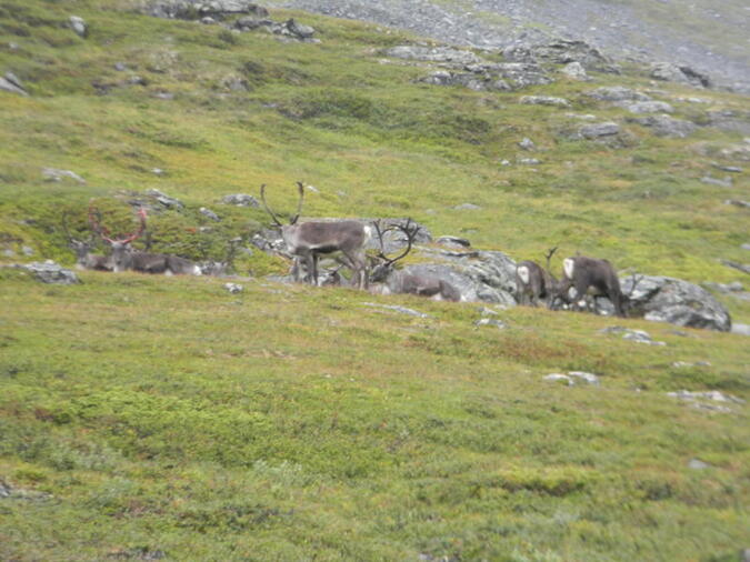 Reine och hans vänner