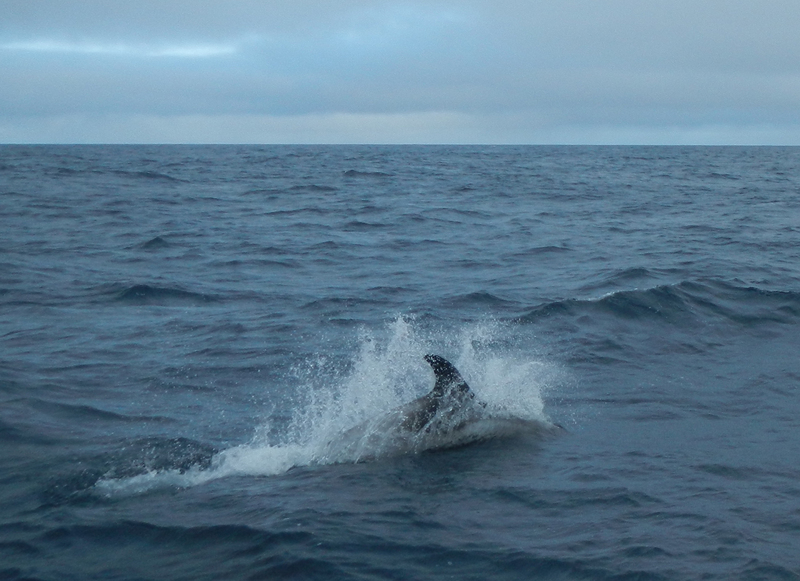 Delfiner leker runt båten