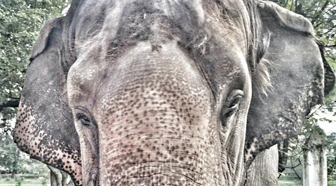 Elefant up your face