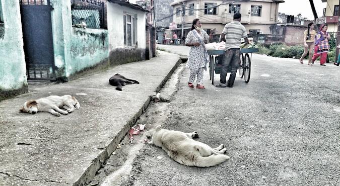 Sleeping street dogs, Kathmandu