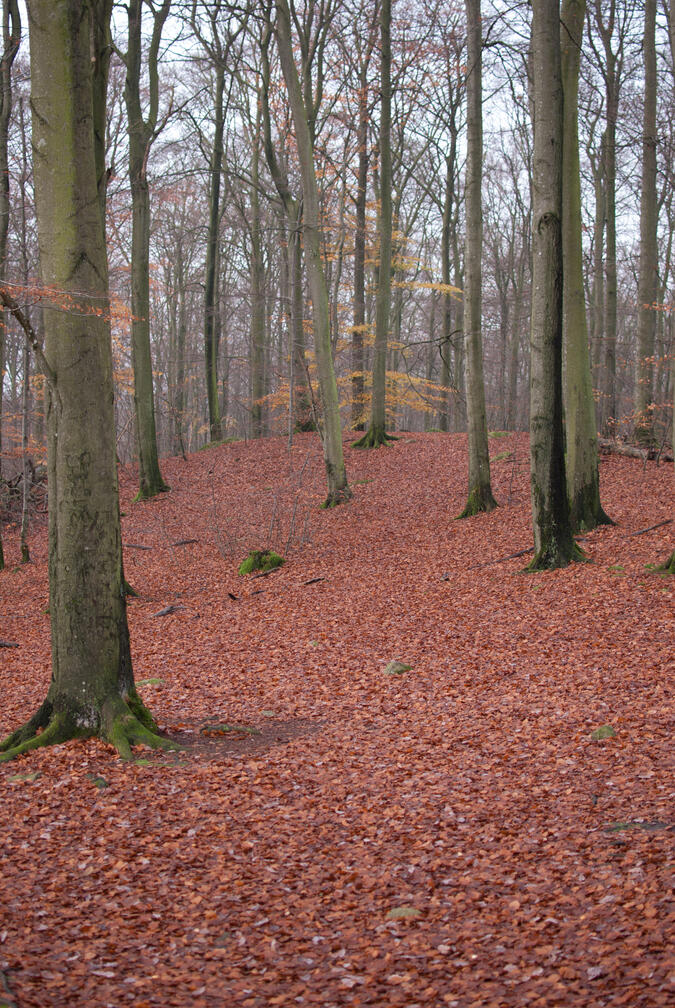 Skog vid Kopparhatten