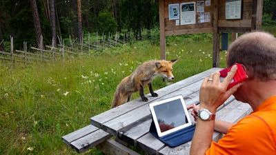 Räv på Gotland