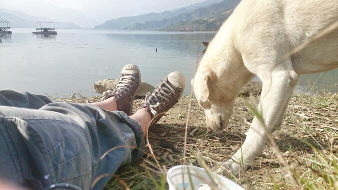 Hund i Pokhara Nepal