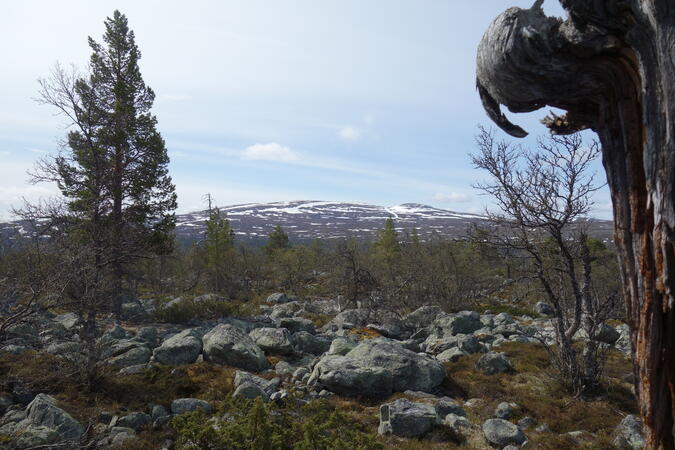 Storvätteshågna från Olåsen