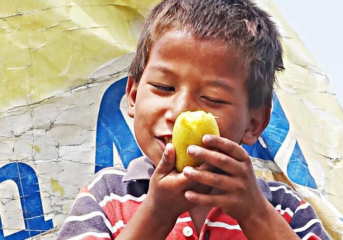 Pojke i tältlägret äter mango, Kathmandu, Nepal