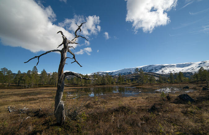 Leden mot Storskogvatnet med Lappfjellet i bakgrunden - 2015-06-17.