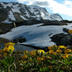 Fjällkäringtand med Snötoppen i bakgrunden. 2003-07-04 kl. 17:41.