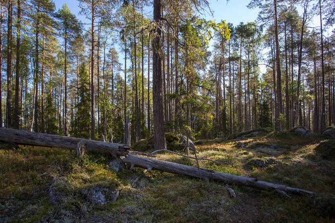 Där jag strosade fram i luftig tallskog var det är lätt att bara se livets ljusa sidor.