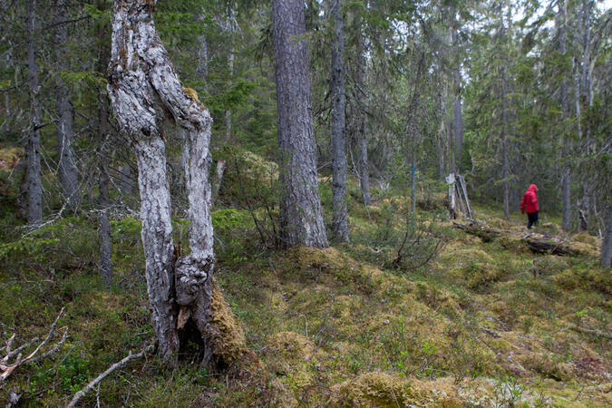 Är det något som följer dig i spåren...?