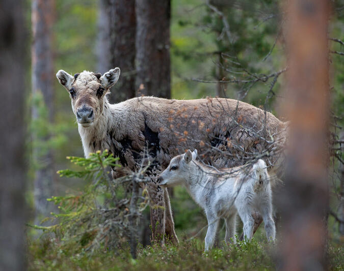 Inte alla renar följer med upp på fjället. Den här kalven får ha öronen ifred.