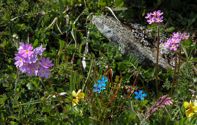 Fjällviva till vänster, smalviva till höger, fjällgentiana och fjällviol. 2003-06-28 kl. 14:43.