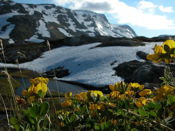 Fjällkäringtand med Snötoppen i bakgrunden. 2003-07-04 kl. 18:41.