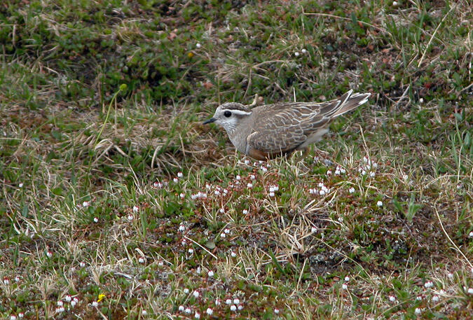 Fjällpipare. 2003-07-08 kl. 13:48.