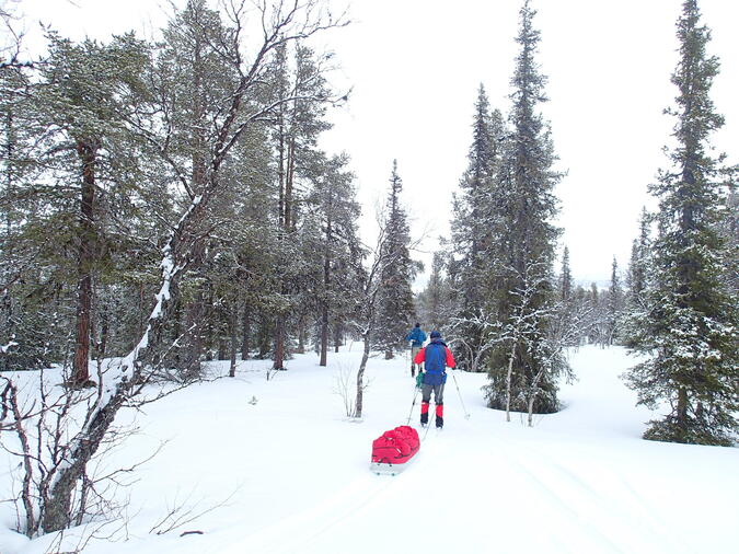 Efter en rejäl uppförsbacke fick vi härlig utförsåkning i den glesa skogen på perfekt före ner mot sjön Satihaure.