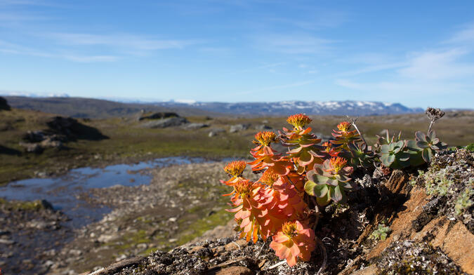 Rosenrotens tid har passerat.