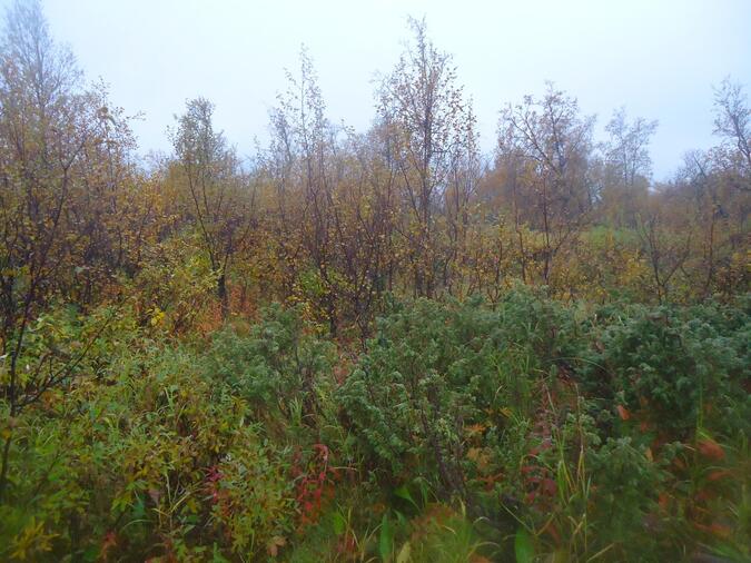 Svårforcerad skog i Rapadalen