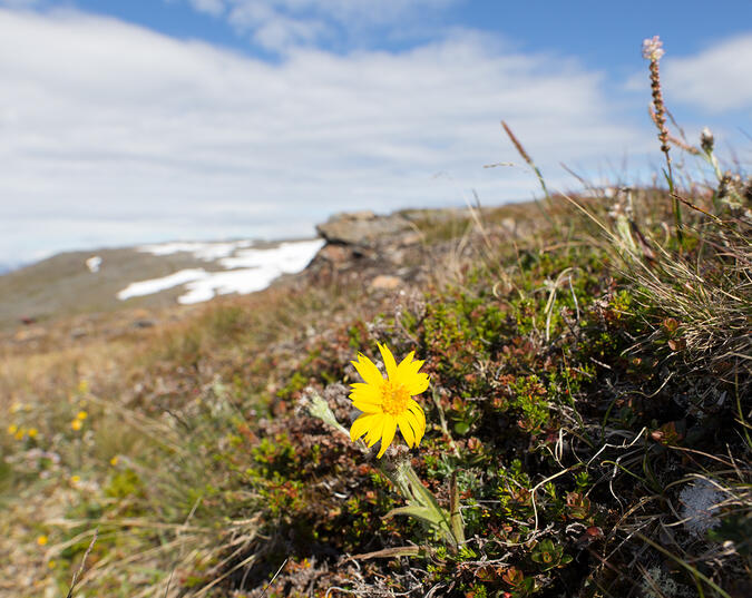 En ensam fjällarnika på SV sidan av Jågnåtjårro.