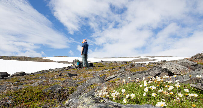 Blomfotograferingspaus på väg upp mot Jågnåtjårro.