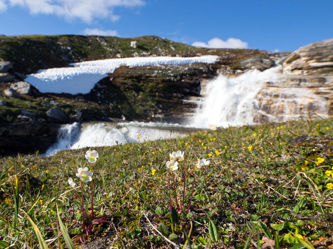 Fjälltätörten var talrik i närheten av "Marmorjokken".