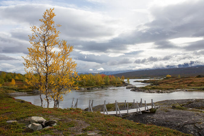 Svártijåhkå vid bron nära mynningen i Sårgåjávrre.
