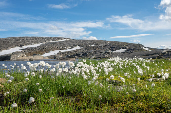 Polarull på landtungan som nästan delar Hurrejávrre i två sjöar. Berget är Midttoppen (Guovdoajvve).