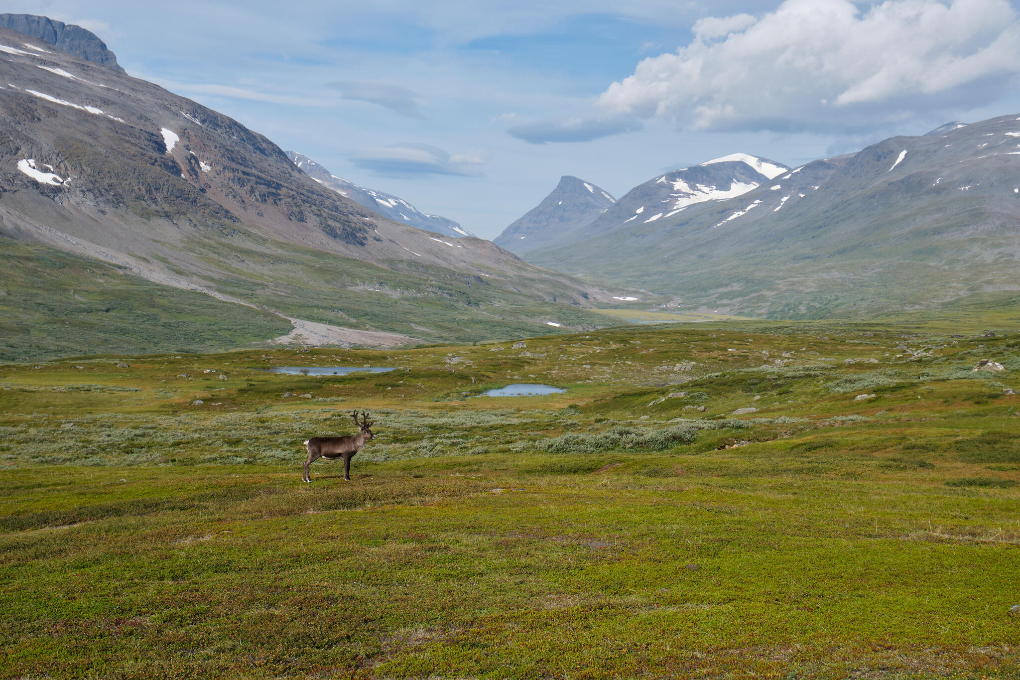 A reindeer near Tjaggnarisjahka with Guohpervagge in the background.
