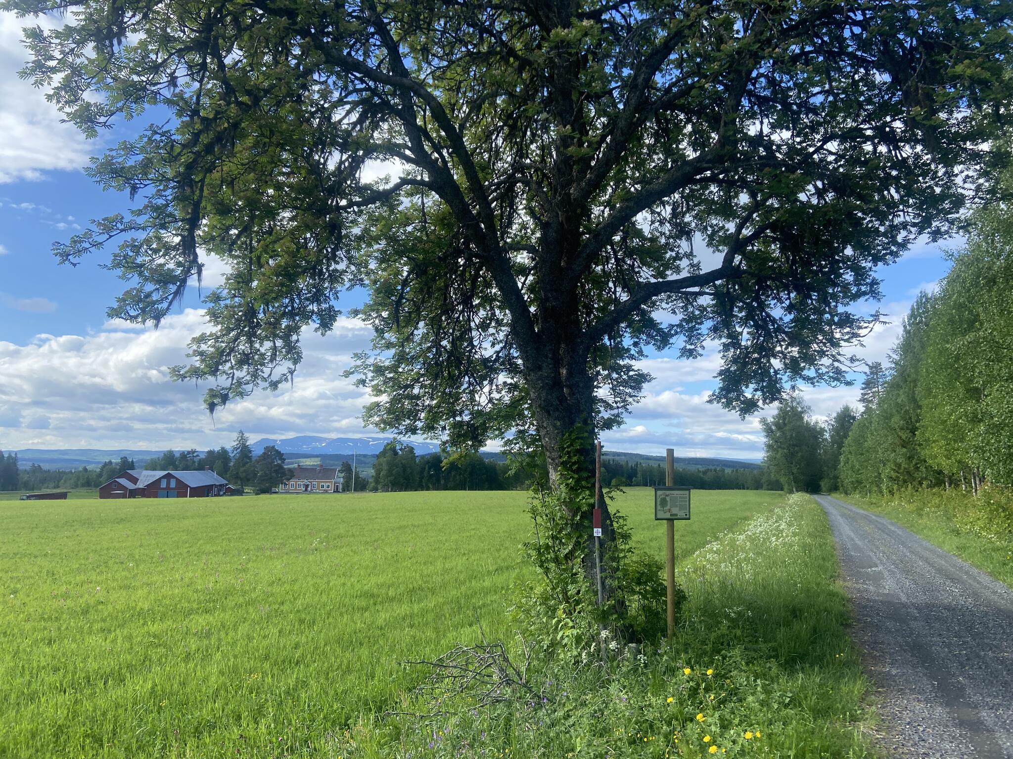 En fin gammal rönn längs vägen.