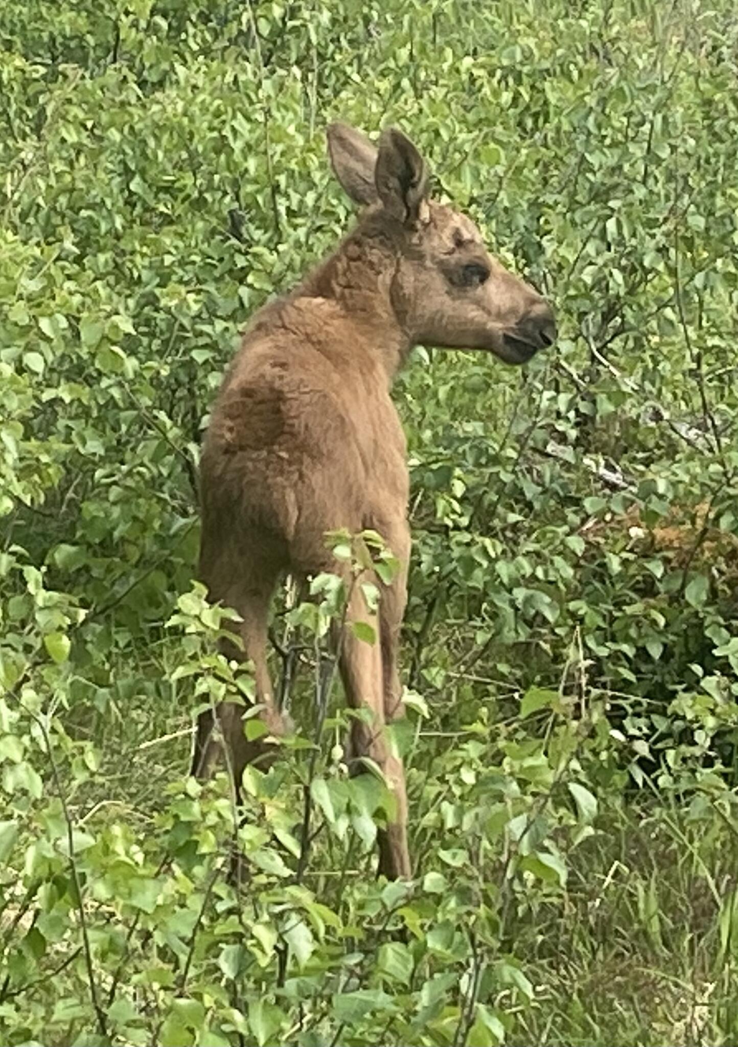 När jag sprang omkring och letade efter leden (svårt se markeringar när man tar leden åt fel håll) vid Häljeberg råkade jag stöta upp den älgkalv. Jag blev orolig över att en arg älgmamma skulle komma, så jag skyndade mig därifrån.